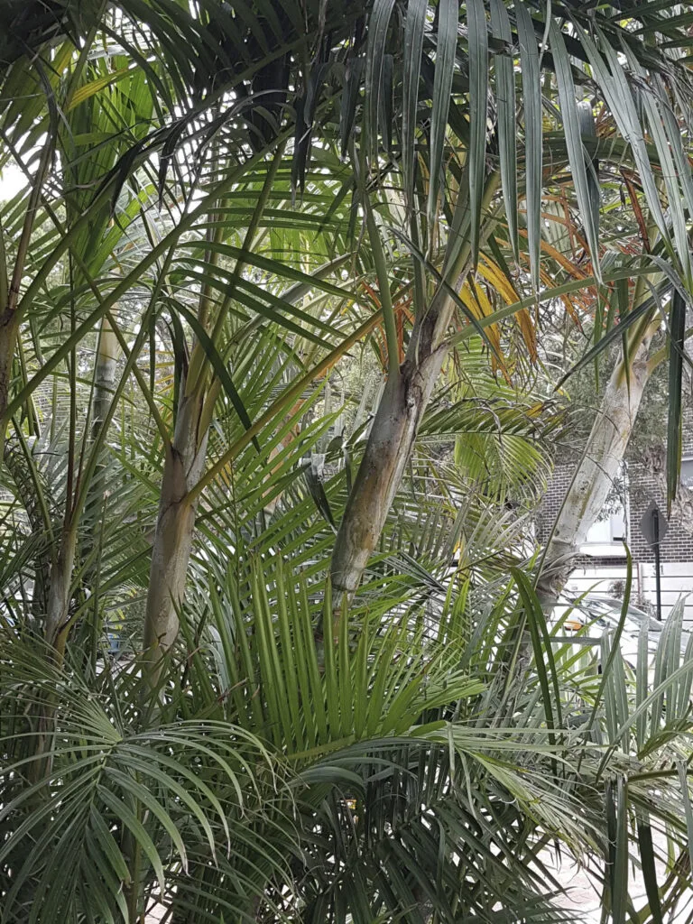 photo de plante utilisé par les paysagistes pour absorber l'humidité