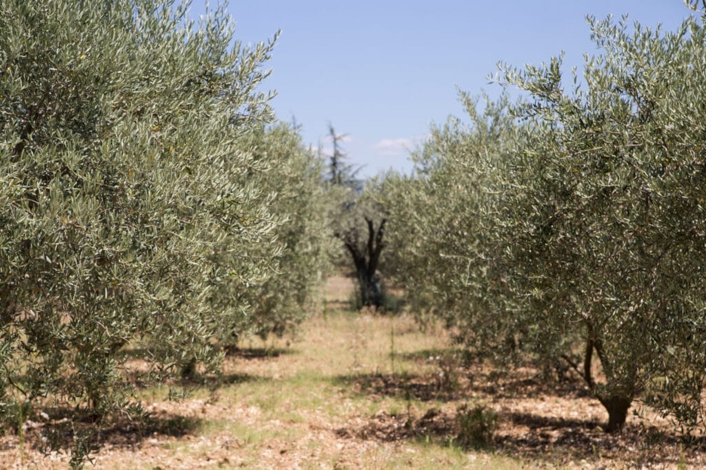 photo de plusieurs oliviers dans un jardin