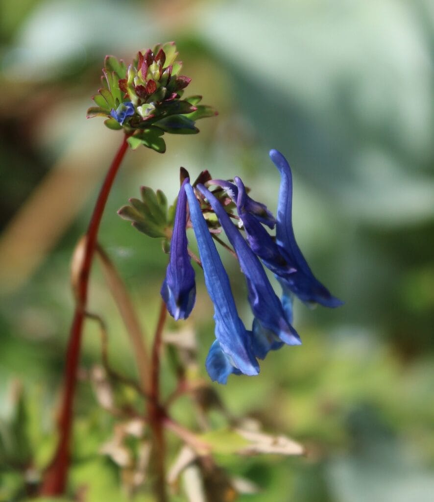 photo d'une plante insolite
