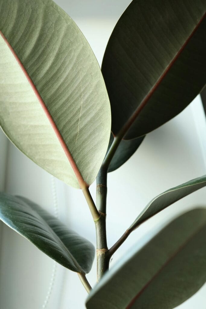 photo d'un ficus elastica