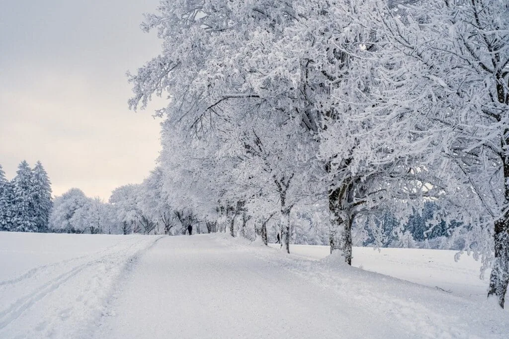 photo of trees in the snow