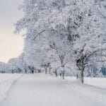 photo of trees in the snow