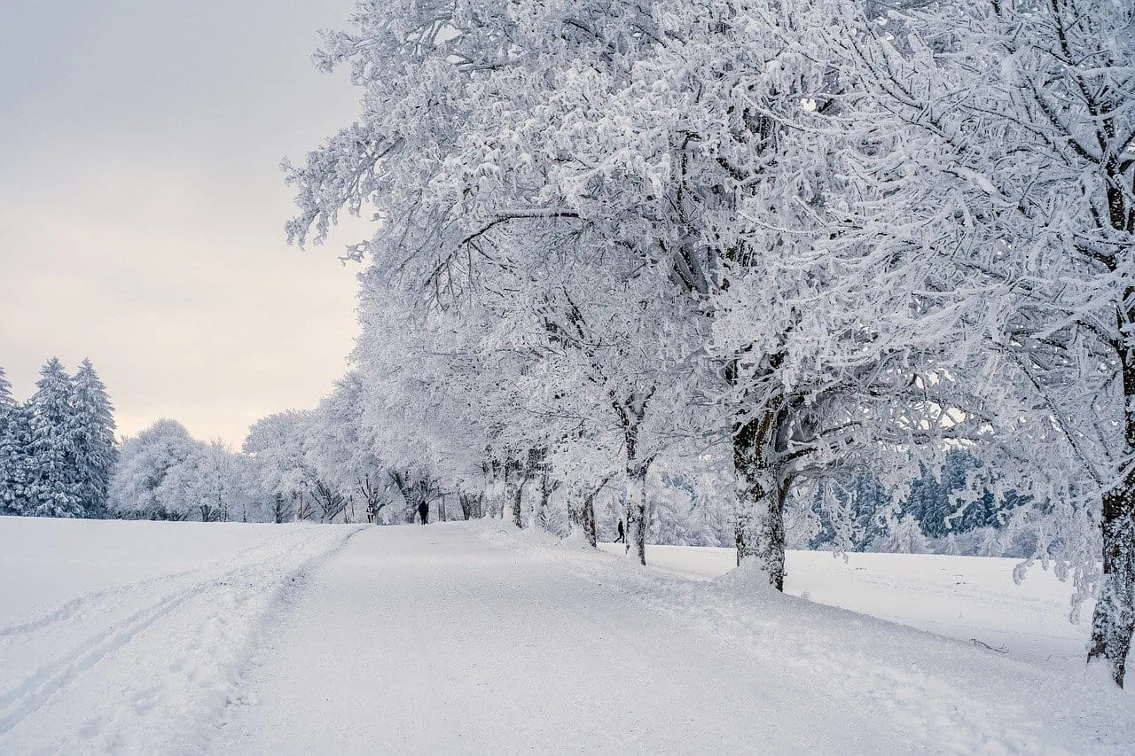 photo of trees in the snow