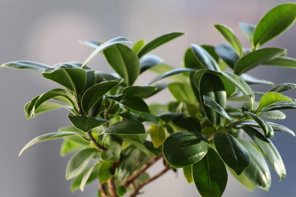 photo d'une plante insolite