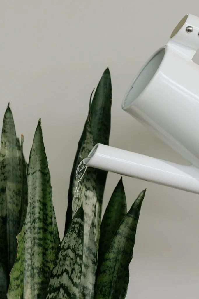 photo d'un arrosoir sur une plante qui absorbe l'humidité