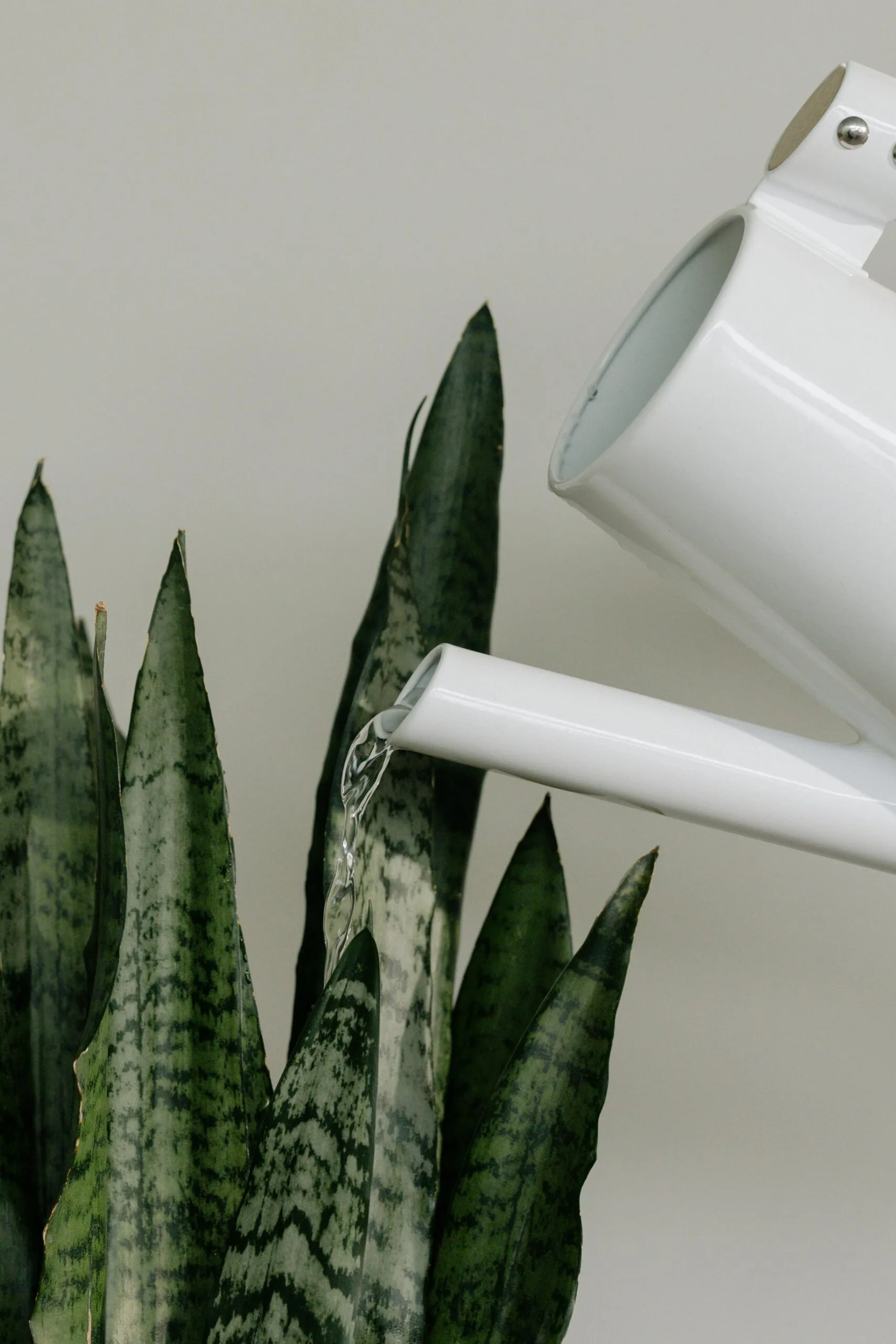 photo d'un arrosoir sur une plante qui absorbe l'humidité