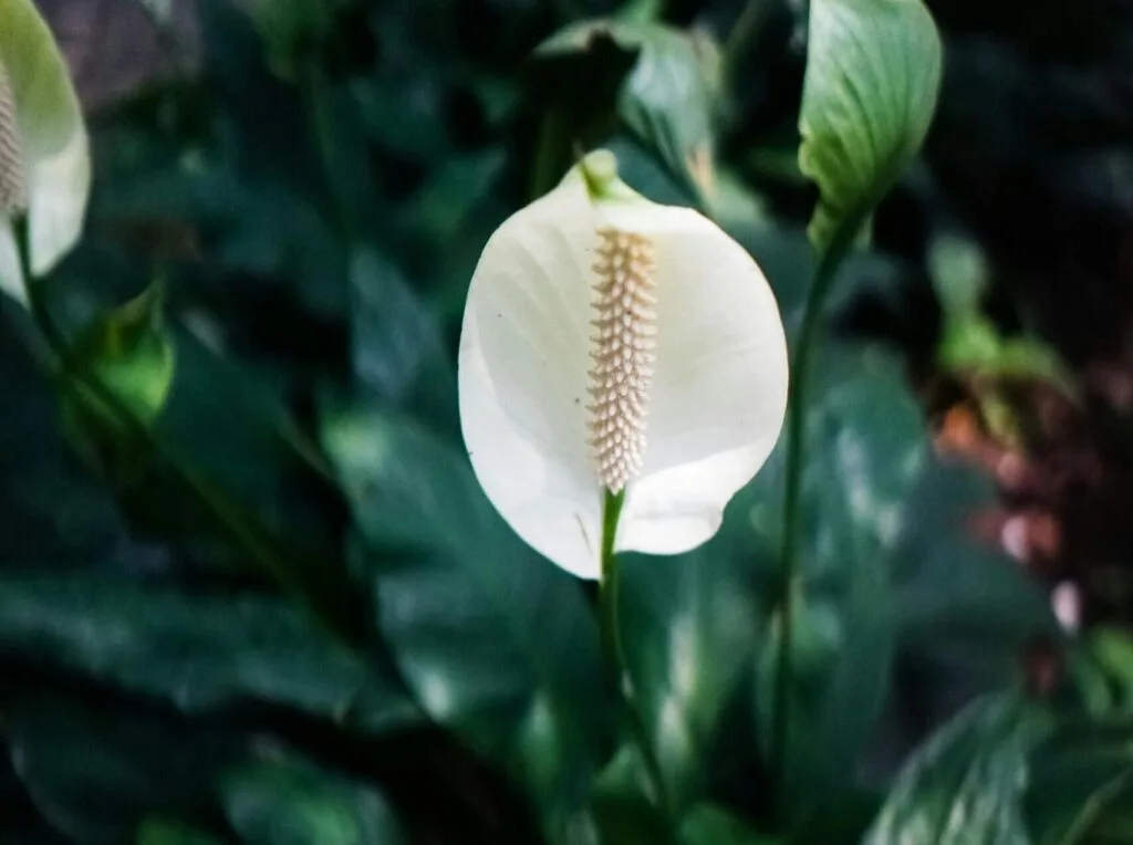 photo d'une plante qui absorbe l'humidité