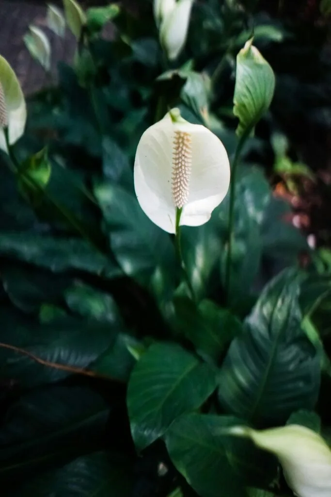 photo de plantes qui absorbent l'humidité