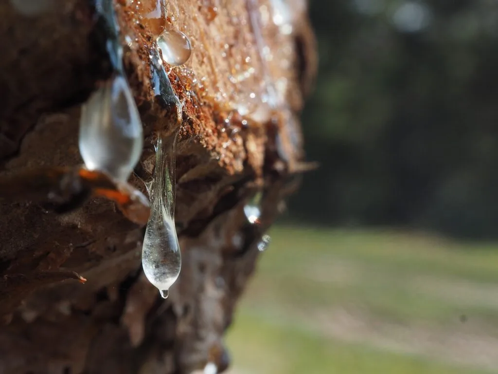 photo d'un arbre avec de la sève qui s'écoule