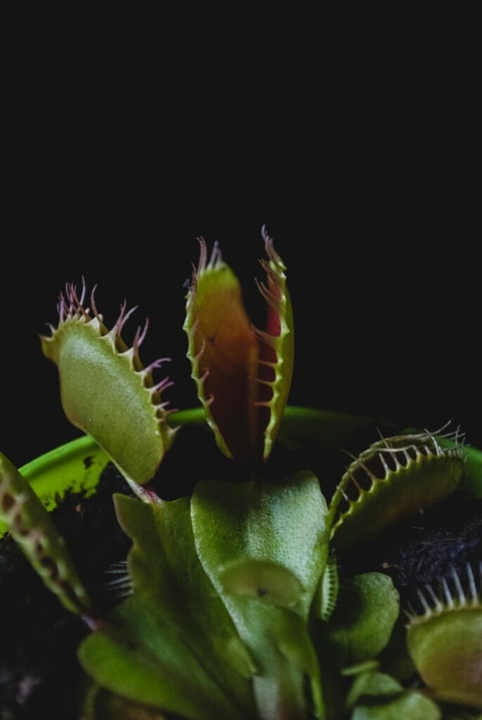 photo d'une plante attrape mouche