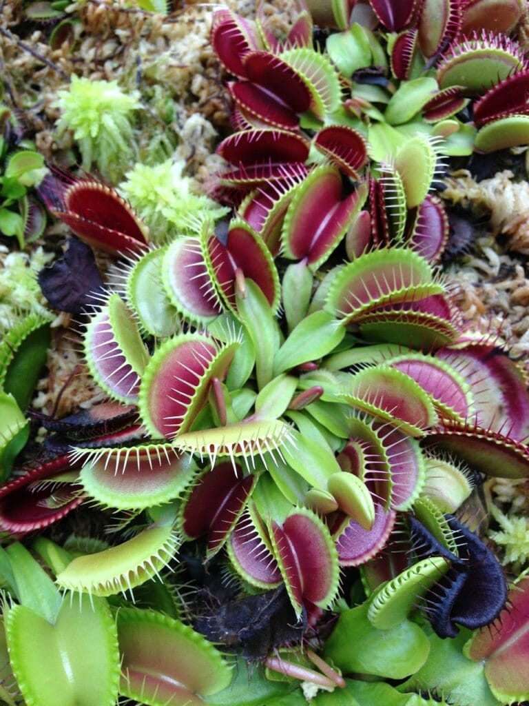 photo de la plante attrape mouche