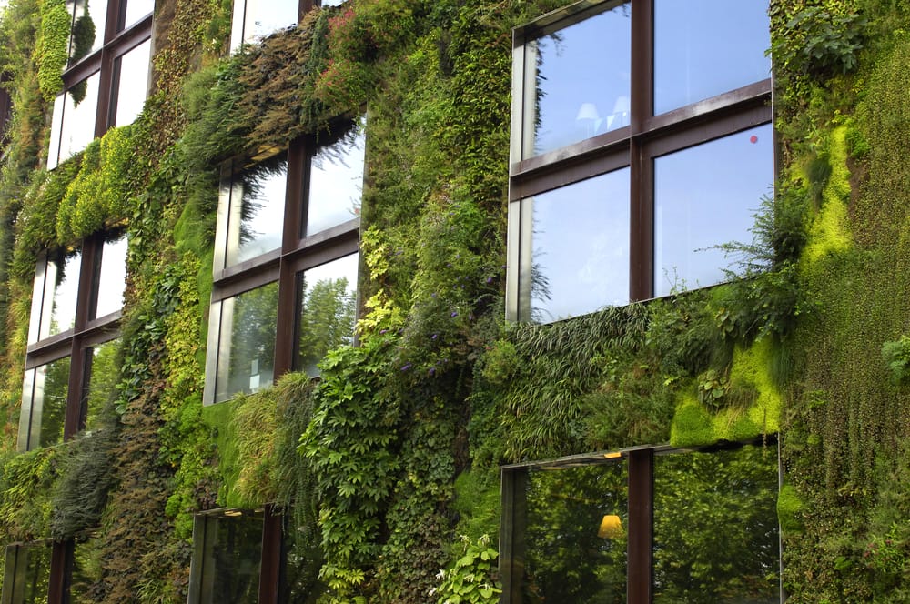 photo d'une façade de végétalisation de bureaux