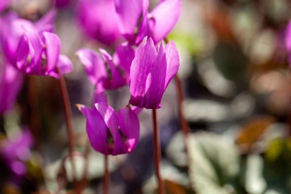 Photo de la plante cyclamen, pour créer un jardin coloré en hiver