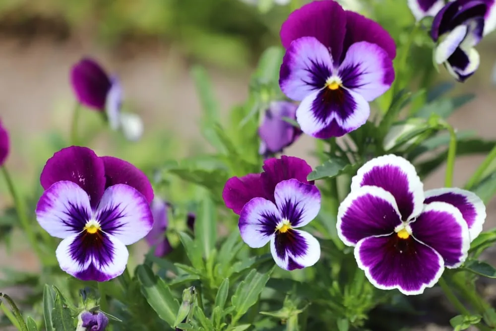 photo de fleurs pensées à planter en hiver