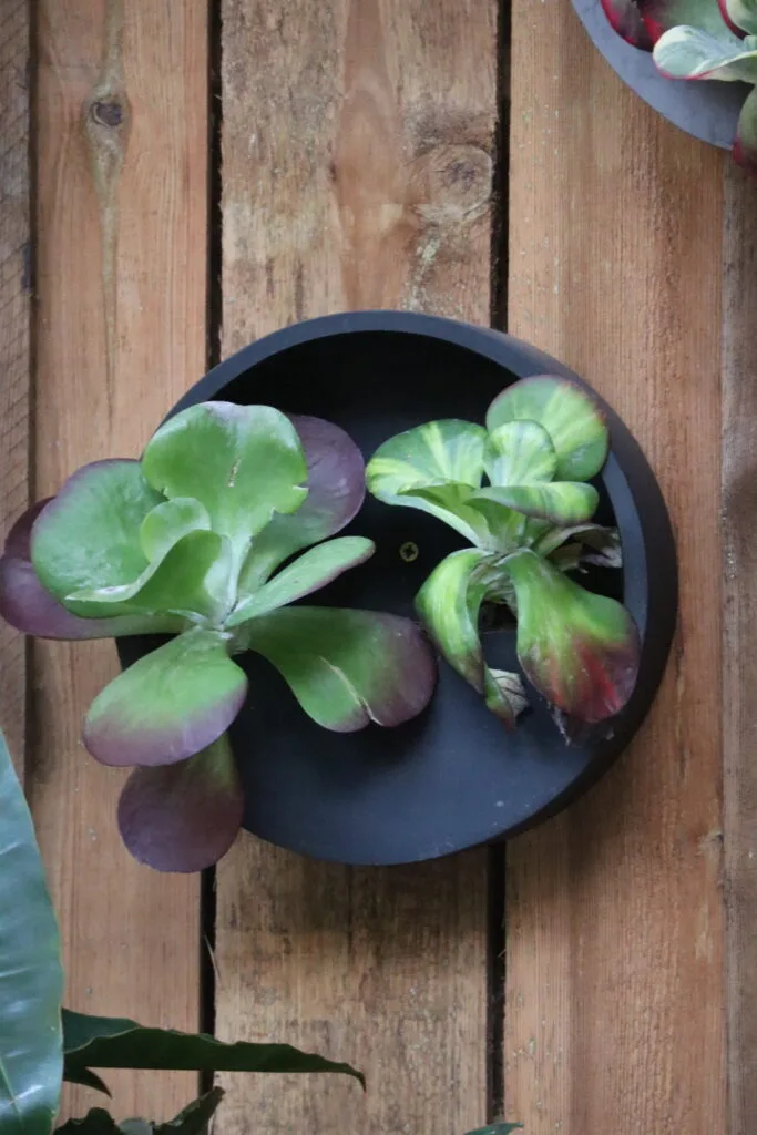 Ambiance apaisante créée par des plantes vertes pour espaces professionnels dans une salle d'attente.