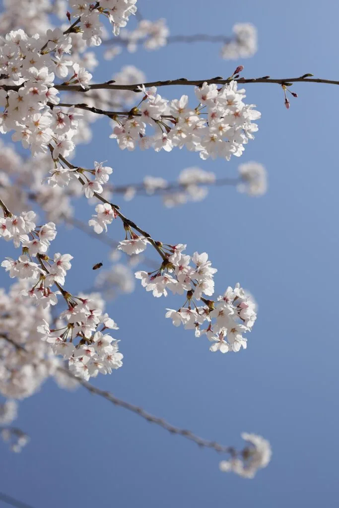 Photo d'un cerisier avec des fleurs blanches