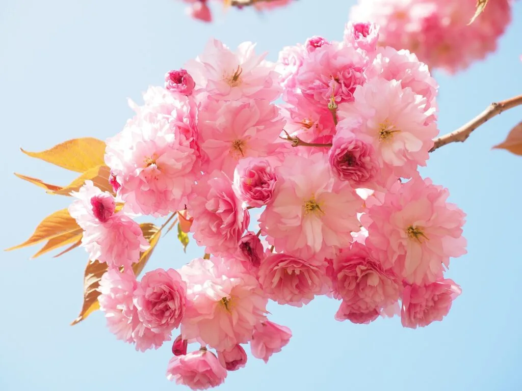 Photo d'un cerisier à fleurs roses