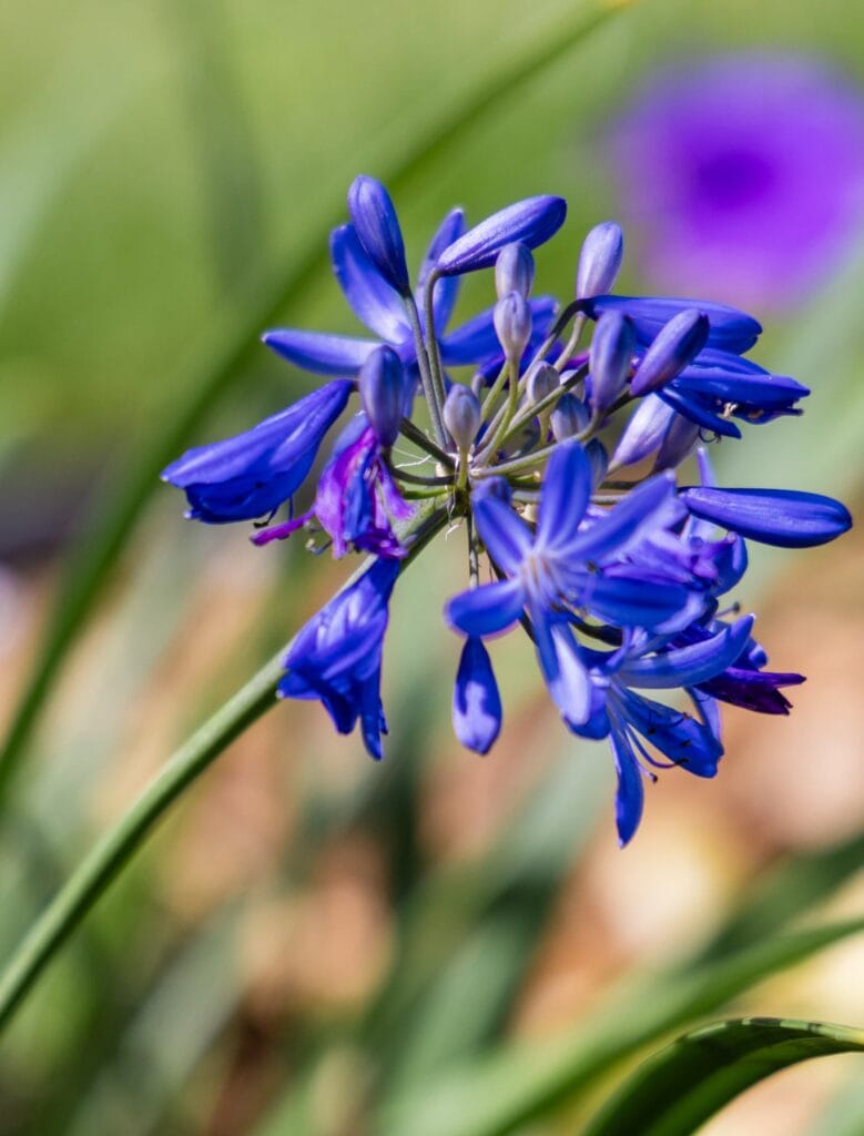 Conception et réalisation d'un aménagement de jardin en entreprise à Paris avec des plantes nécessitant peu d'entretien.