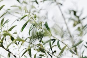 Jardin d'entreprise à Paris luxuriant, résultat d'un aménagement paysager professionnel par nos experts.