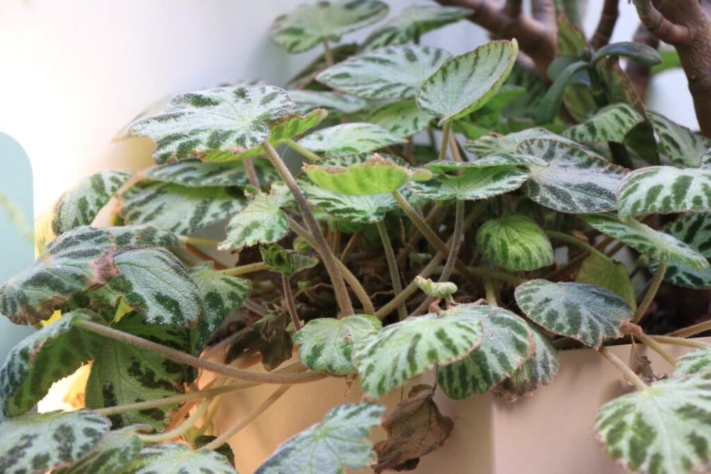 Guide pour choisir et entretenir ses plantes d'intérieur au bureau pour une croissance optimale.