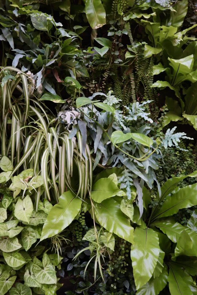 Mur végétal luxuriant, une solution design avec des plantes d’intérieur pour les espaces professionnels contemporains.