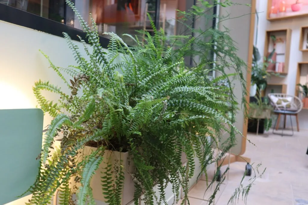 Guide d'entretien des plantes d'intérieur dans les locaux professionnels pour garantir leur éclat toute l'année.