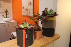 Ambiance apaisante créée par des plantes vertes pour espaces professionnels dans une salle d'attente.