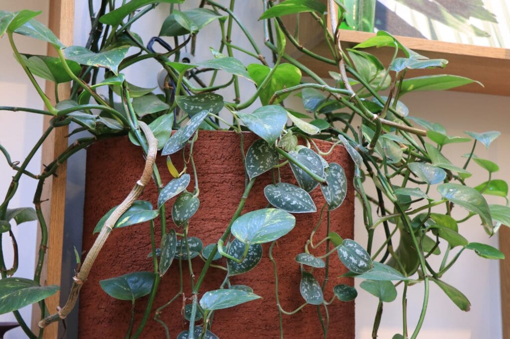 Les bienfaits des plantes dépolluantes pour bureaux illustrés : un environnement de travail plus sain