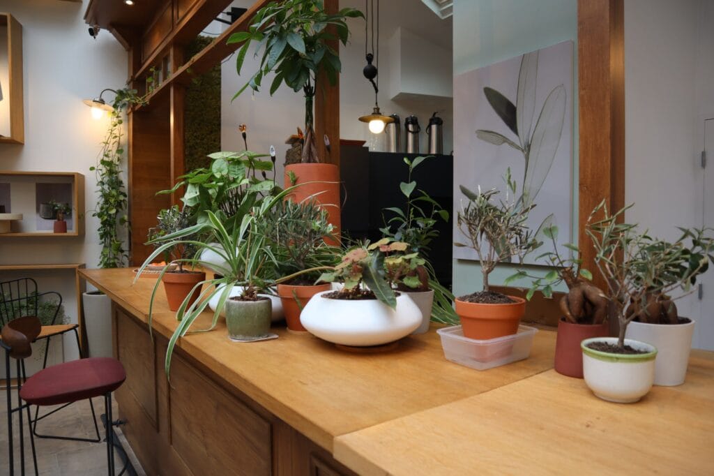 Assortiment de plantes vertes pour bureaux de différentes tailles, créant une mini-jungle urbaine.