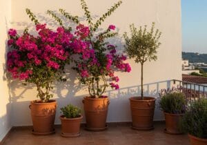 Astuces pour concevoir un magnifique jardin méditerranéen en terrasse, propice à la détente.