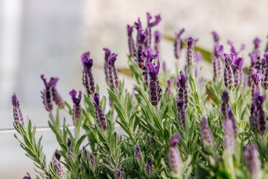 Gros plan sur une lavande papillon aux fleurs pourpres, installée sur une terrasse à Paris.