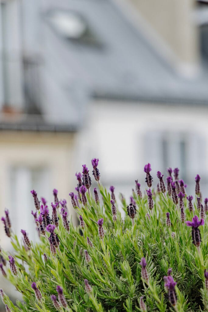 Lavande en pot devant les toits en zinc de Paris, aménagement de jardin urbain.