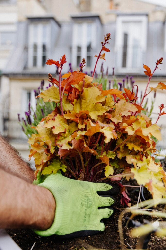 Plantation avril aménagement jardin Paris - mise en terre par paysagiste