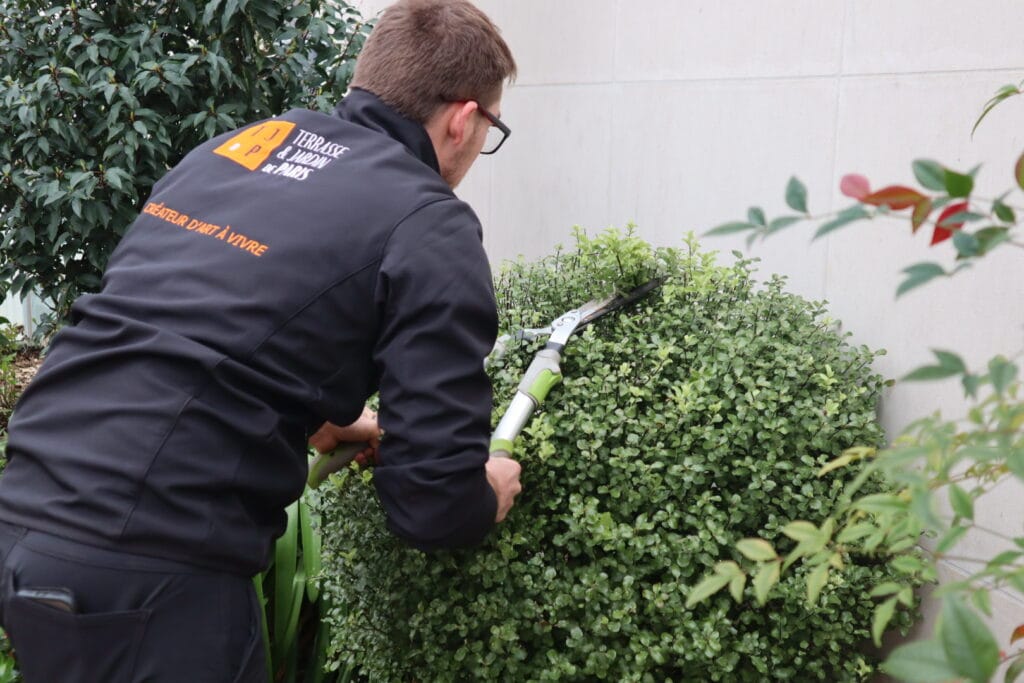 Taille de printemps végétaux terrasse - geste d'entretien par paysagiste Paris