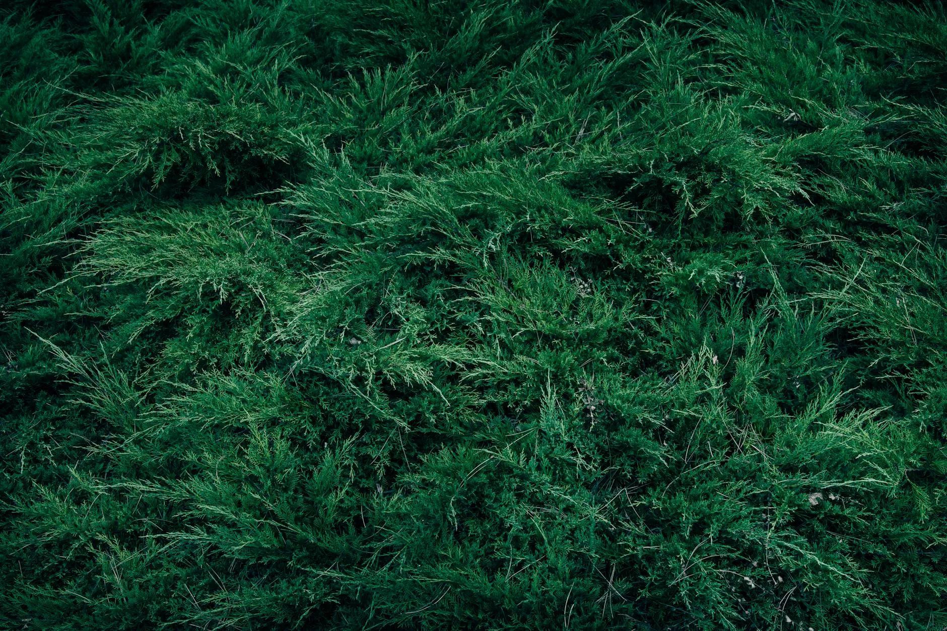 arbustes persistants terrasse Paris - Gros plan d'un arbuste de genévrier vert luxuriant offrant une texture de fond naturelle vibrante. | Photo: Wyxina Tresse / Pexels