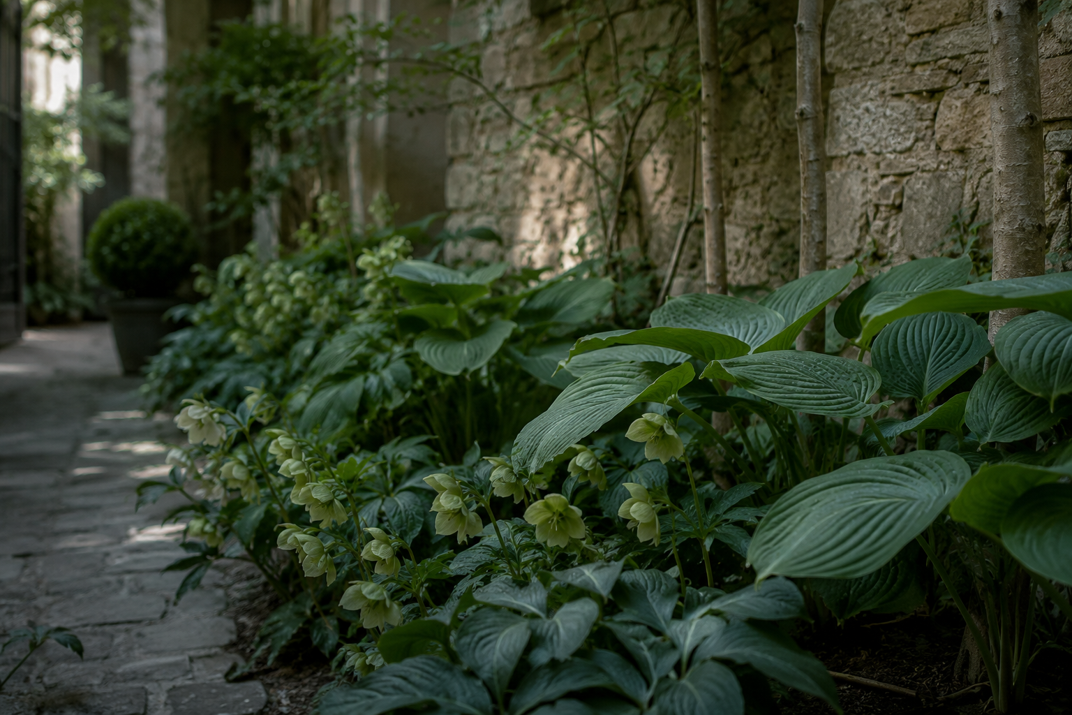 Massif de plantes vivaces longue durée à l'ombre d'une cour parisienne : hostas et hellébores