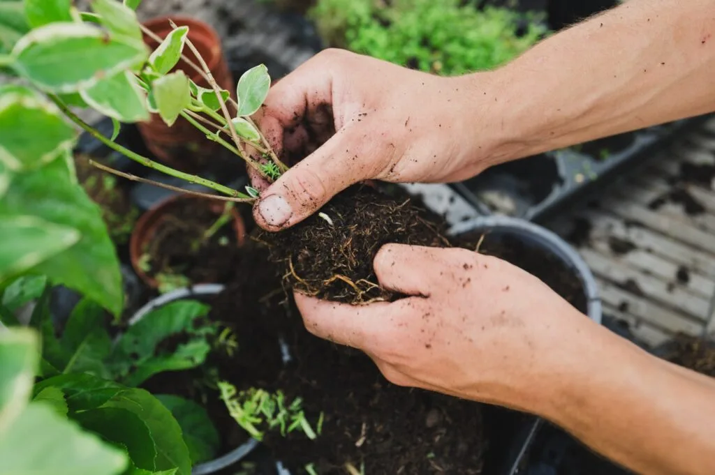 Savoir-faire paysagiste à Paris : jardin sur-mesure