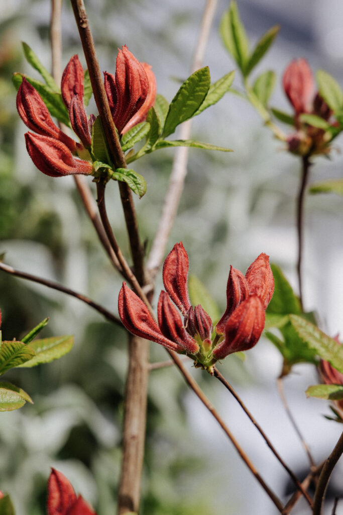 Jeune pousse sortant de terre au printemps dans un jardin parisien