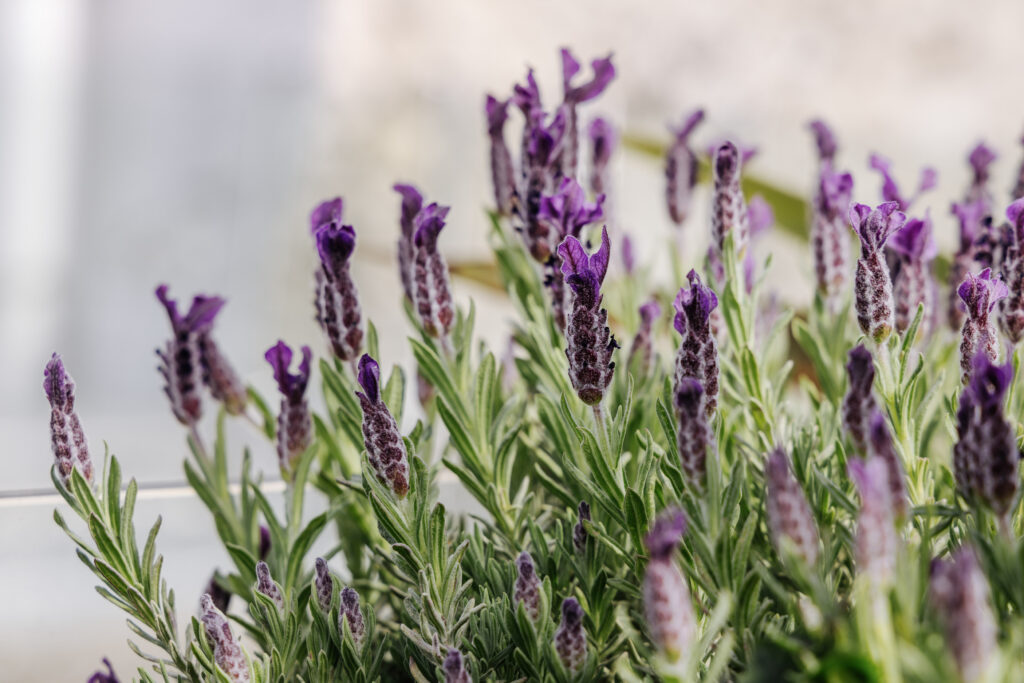Massif de lavande en fleurs dans un jardin parisien entretenu au fil des saisons