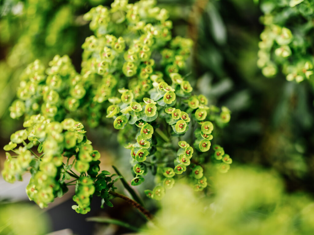 Gros plan d'une feuille verte dans un jardin parisien entretenu au fil des saisons