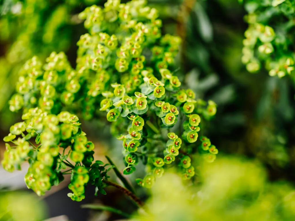 Gros plan d'une feuille verte dans un jardin parisien entretenu au fil des saisons