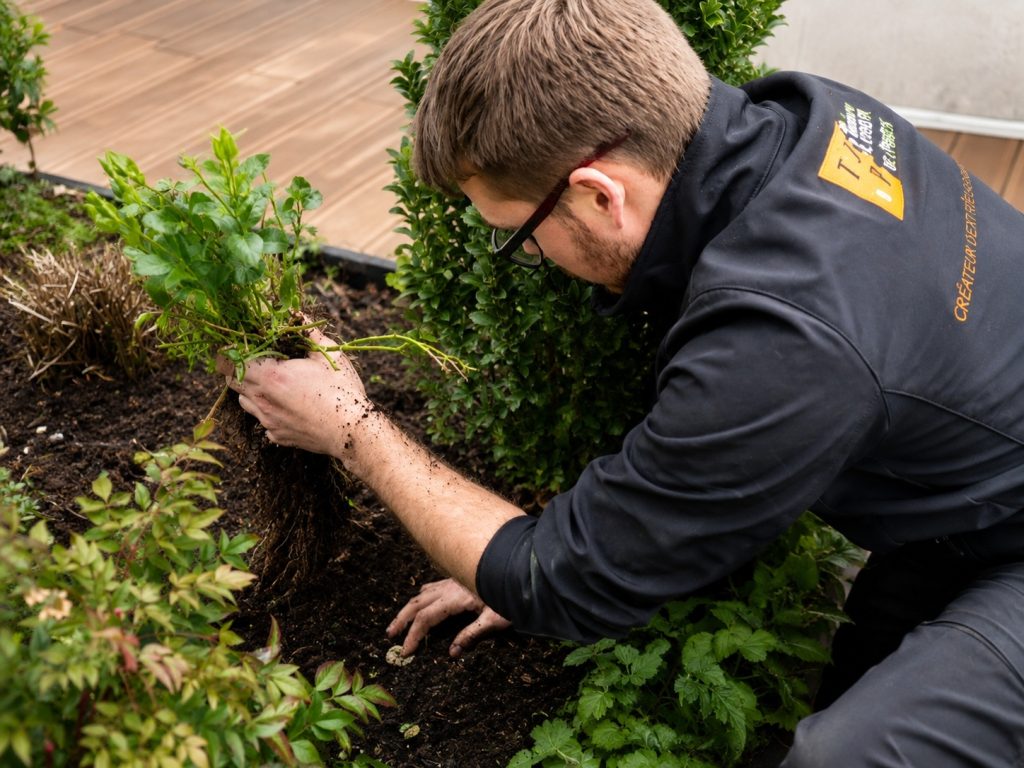 Jardinier dépotant une plante avant sa mise en terre dans un jardin parisien