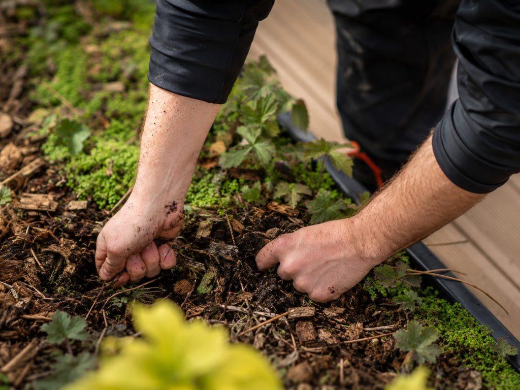 Jardinier arrachant un sujet épuisé avant renouvellement d'un massif dans un jardin parisien