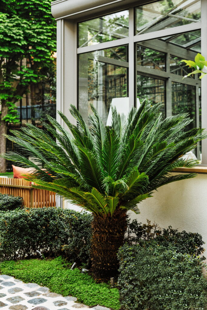Palmier au feuillage sain dans un jardin parisien, entretenu au fil des saisons