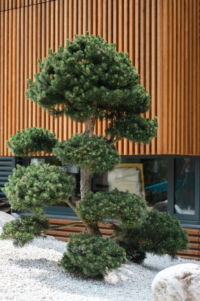Bonsaï au feuillage dense sur une terrasse parisienne, taille et suivi réguliers