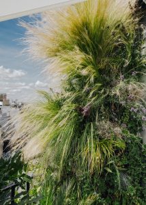Plantes résistantes au vent, terrasse contemporaine sur toit : graminées ondulantes et vivaces fleuries, vue sur la ville