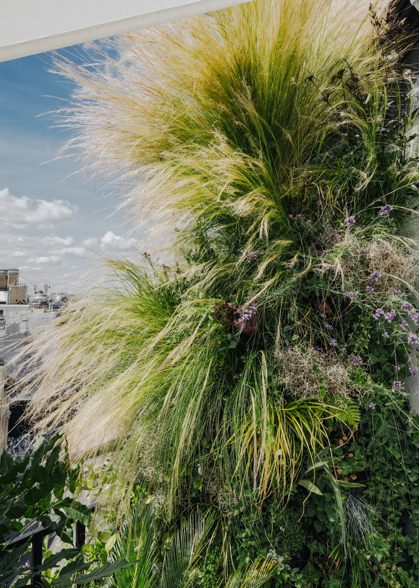 Plantes résistantes au vent, terrasse contemporaine sur toit : graminées ondulantes et vivaces fleuries, vue sur la ville