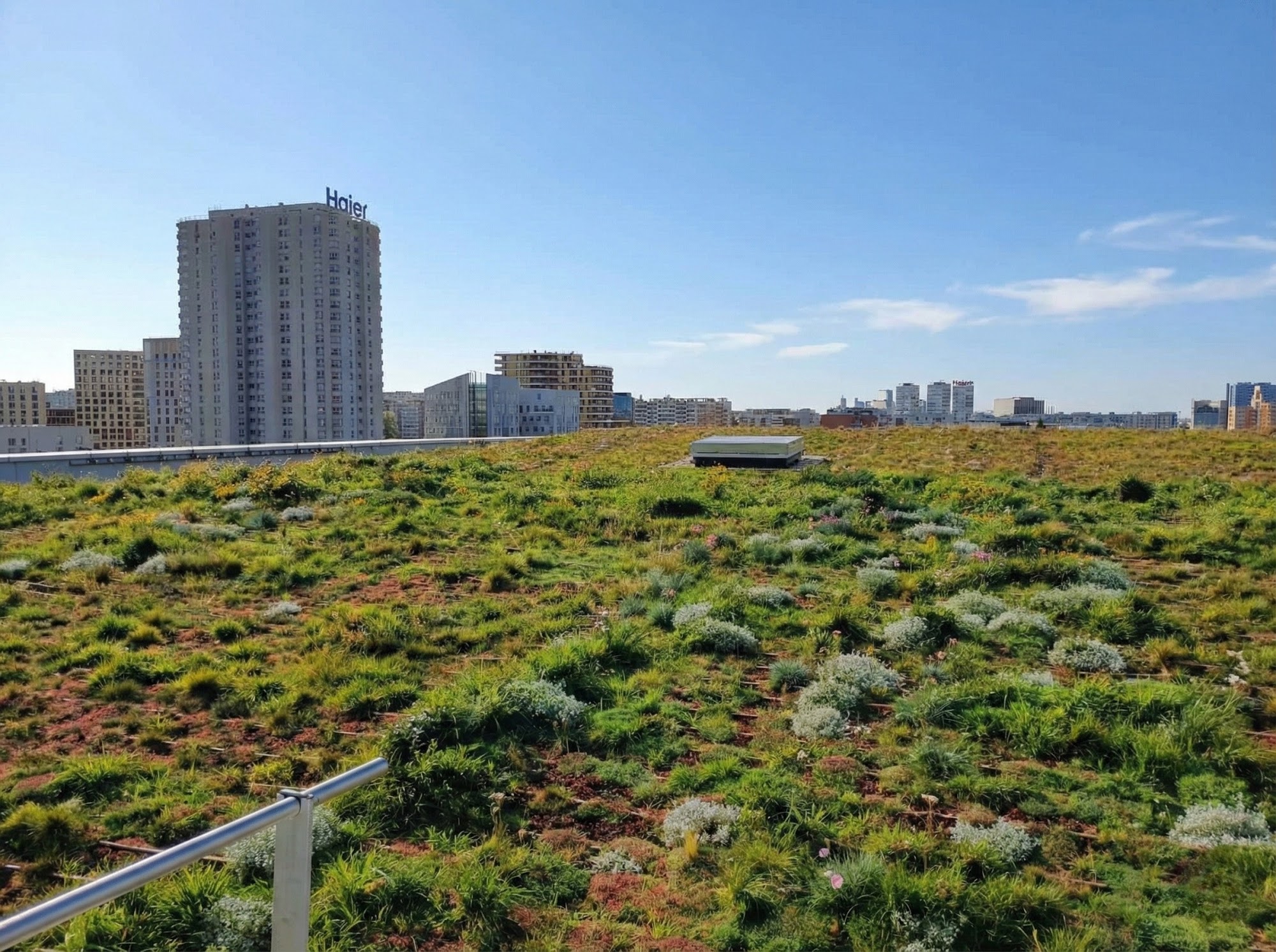 Toiture végétalisée extensive sur un immeuble urbain, graminées, vivaces et sedums, mobilier minimal et ville au loin